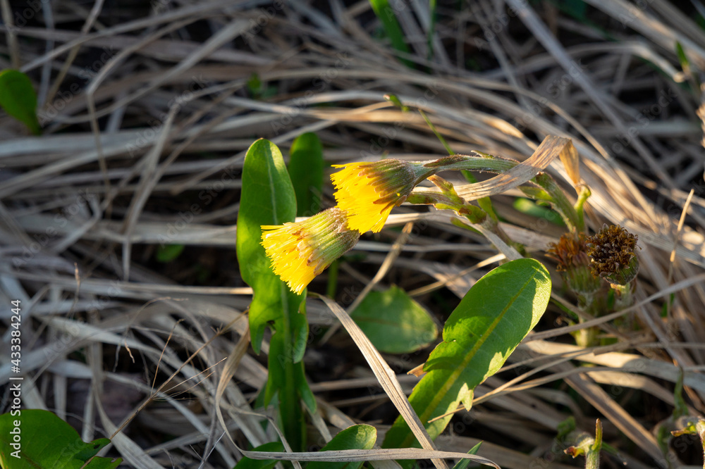 two flowers of common coltsfoot in the forest