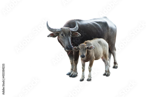 Little buffalo and mother buffalo on white background 