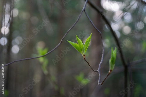 Obraz na płótnie young green leaves on a branch in the forest w salonie
