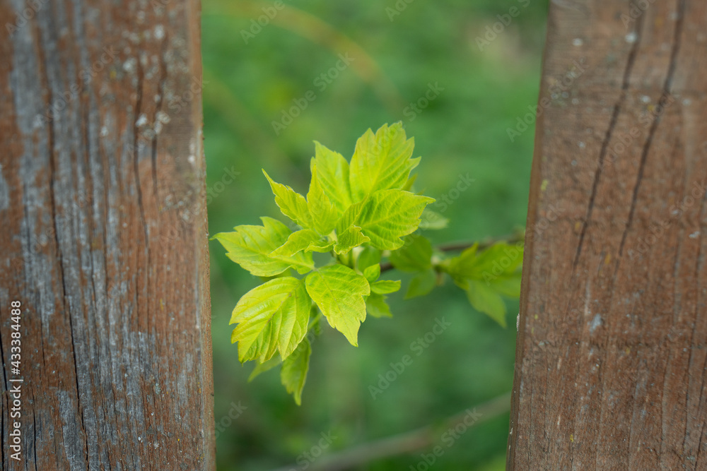 leaves on a wooden background