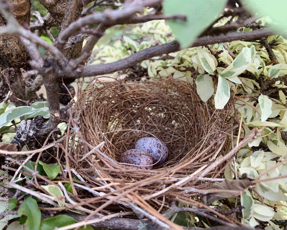 A nest filled with two bird eggs in the branches of tree.