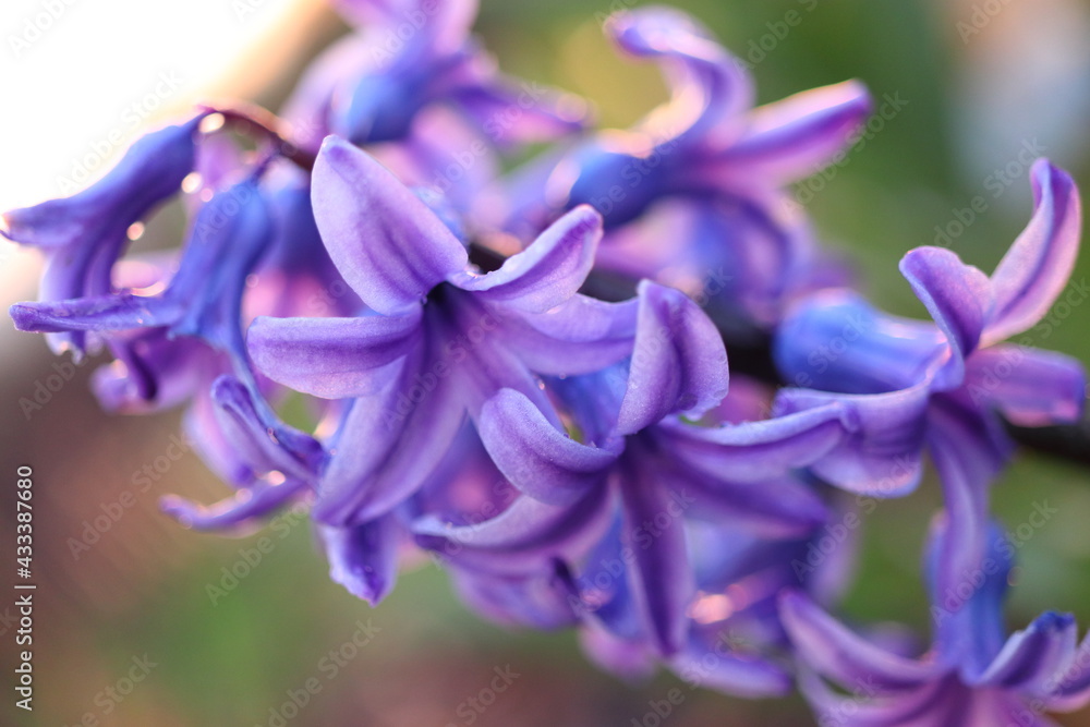 close up of purple iris flower, Hyacinth Sky jacket. Purple Hyacinthus. Flower detail. close up of purple iris flower, Hyacinth Sky jacket. Purple Hyacinthus. Flower detail.