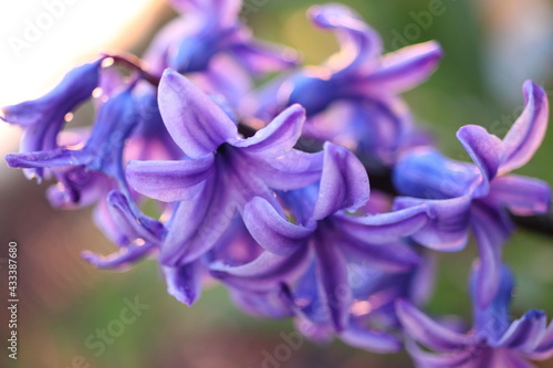 Fototapeta Naklejka Na Ścianę i Meble -  close up of purple iris flower, Hyacinth Sky jacket. Purple Hyacinthus. Flower detail.