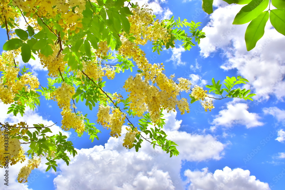 Indian Laburnum Indian Laburnum