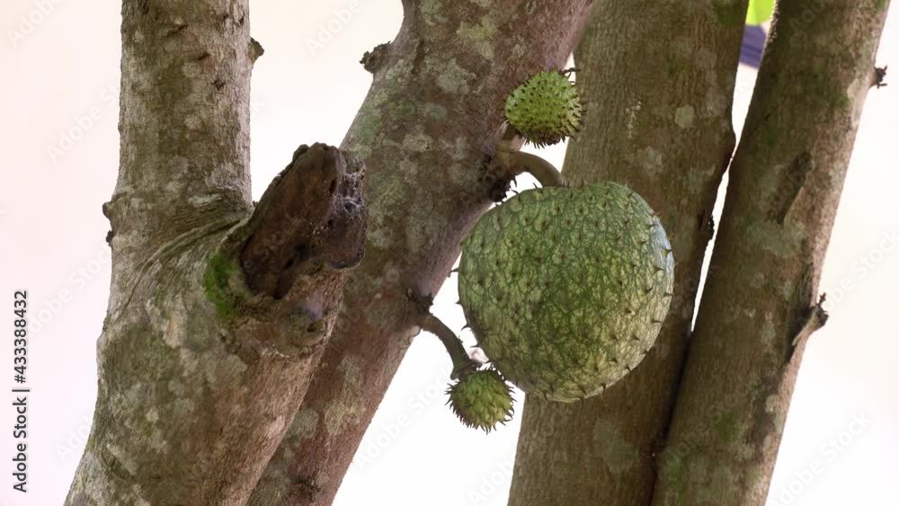 Video Stock Soursop fruits aka Guyabano growing in the Philippines