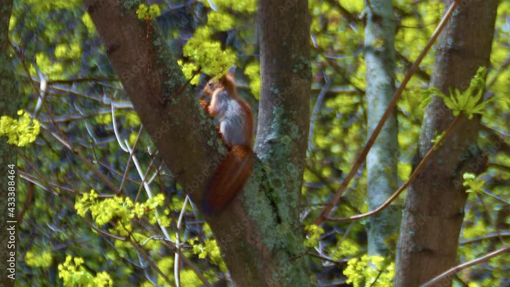 Little squirrel cub is desperate to keep from falling from the tree. A very strong wind is blowing Little squirrel cub is desperate to keep from falling from the tree. A very strong wind is blowing