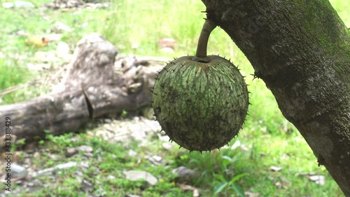 Guyabano aka Soursop is considered a wonder fruit with cancer fighting properties in alternative medicines. photo