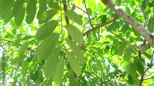 The broadleaf foliage of the Soursop tree aka Guyabano. The fruit is used as cancer treatment in alternative medicine. photo