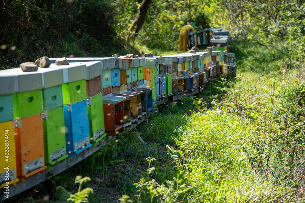 Alveari per la produzione di miele sulle colline della Versilia, in Toscana Alveari per la produzione di miele sulle colline della Versilia, in Toscana