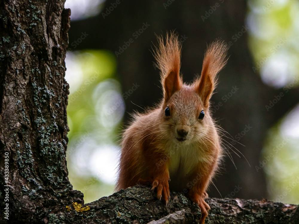 Squirrel learns the big world Squirrel learns the big world