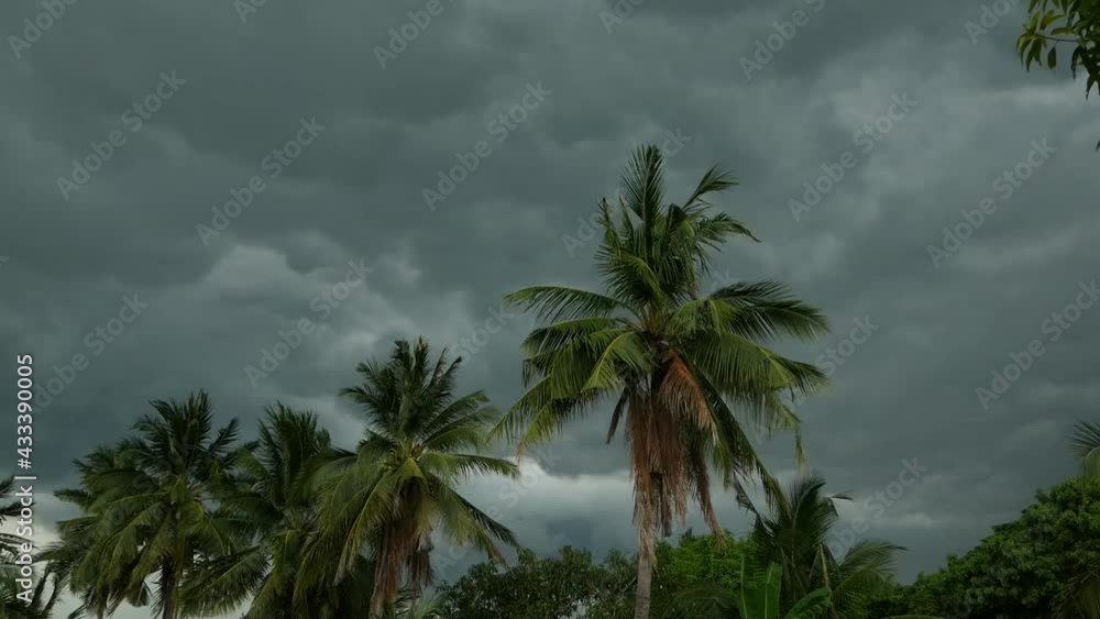 huge black clouds and coconut palm trees blowing with the strong winds before the rain. huge black clouds and coconut palm trees blowing with the strong winds before the rain.
