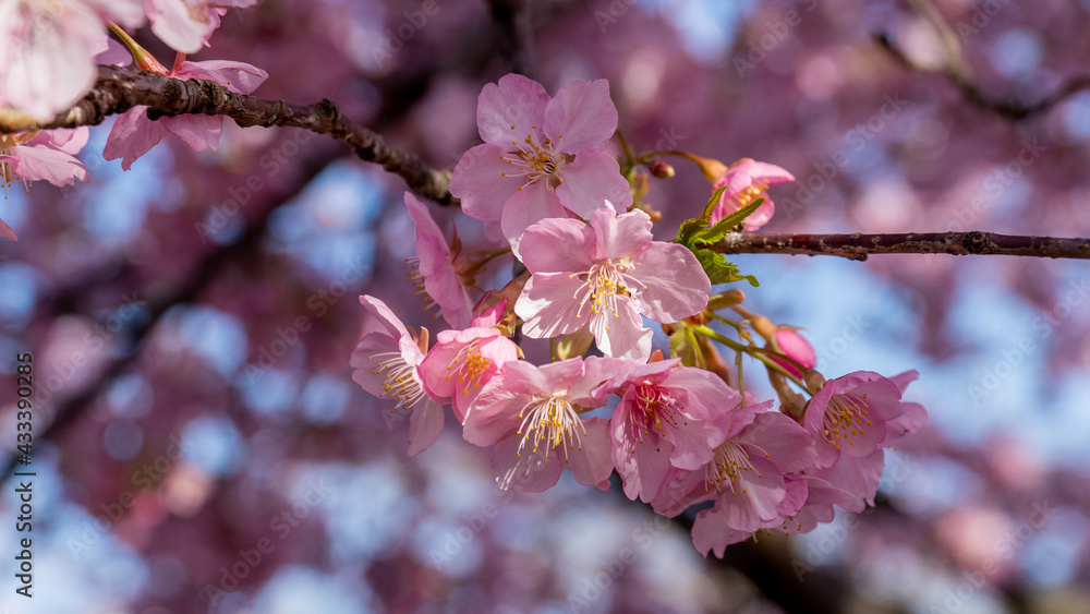 little bouquet of sakura blossoms in a sakura garden at the Matsuda Sakura Festival in Japan with blurred background little bouquet of sakura blossoms in a sakura garden at the Matsuda Sakura Festival in Japan with blurred background