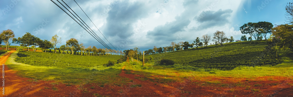 Fototapeta premium Beautiful view of Tam Chau tea plantation in Bao Loc city, Lam Dong province, Vietnam