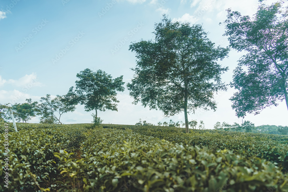 Obraz premium Beautiful view of Tam Chau tea plantation in Bao Loc city, Lam Dong province, Vietnam