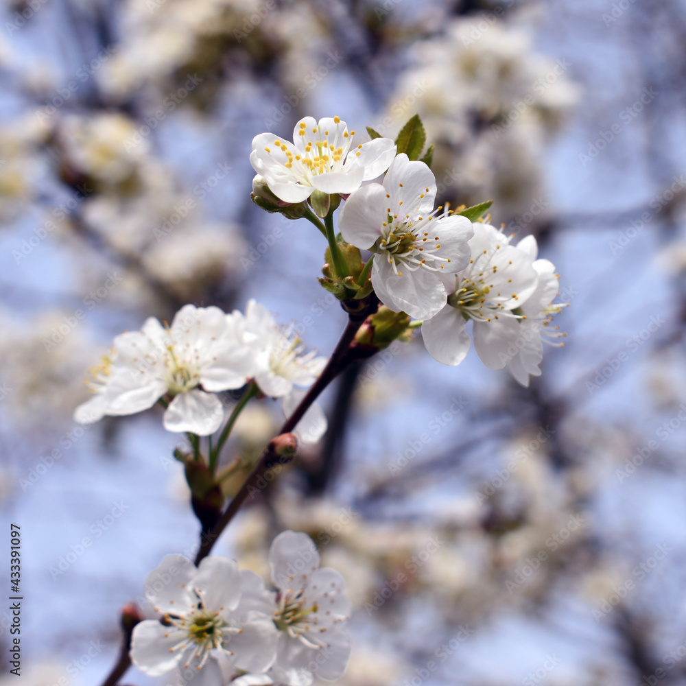 A branch of cherry blossoms in spring.