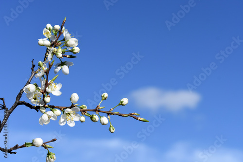 Blooming branch with white flowers against the sky.