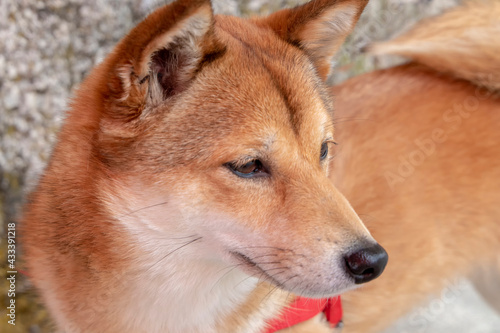 Portrait of cute red Shiba Inu dog - close up