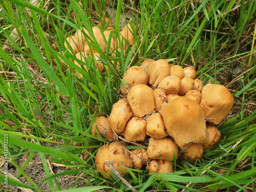 Yellow mushrooms coprinellus micaceus growing in the grass.