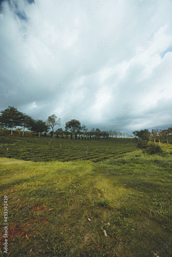 Obraz premium Beautiful view of Tam Chau tea plantation in Bao Loc city, Lam Dong province, Vietnam