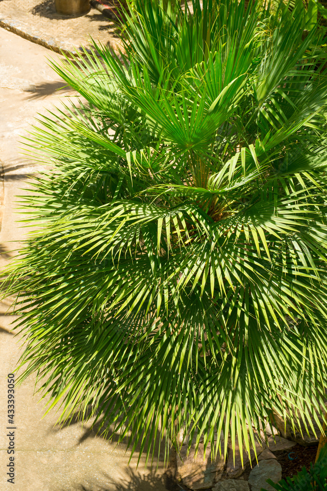 Obraz premium Mexican fan palm tree leaves in the garden.