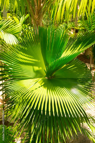 Mexican fan palm tree leaves in the garden.