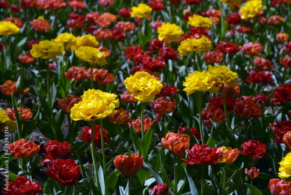 Tulips. Red and yellow flowers of tulip. Background. Tulips. Red and yellow flowers of tulip. Background.