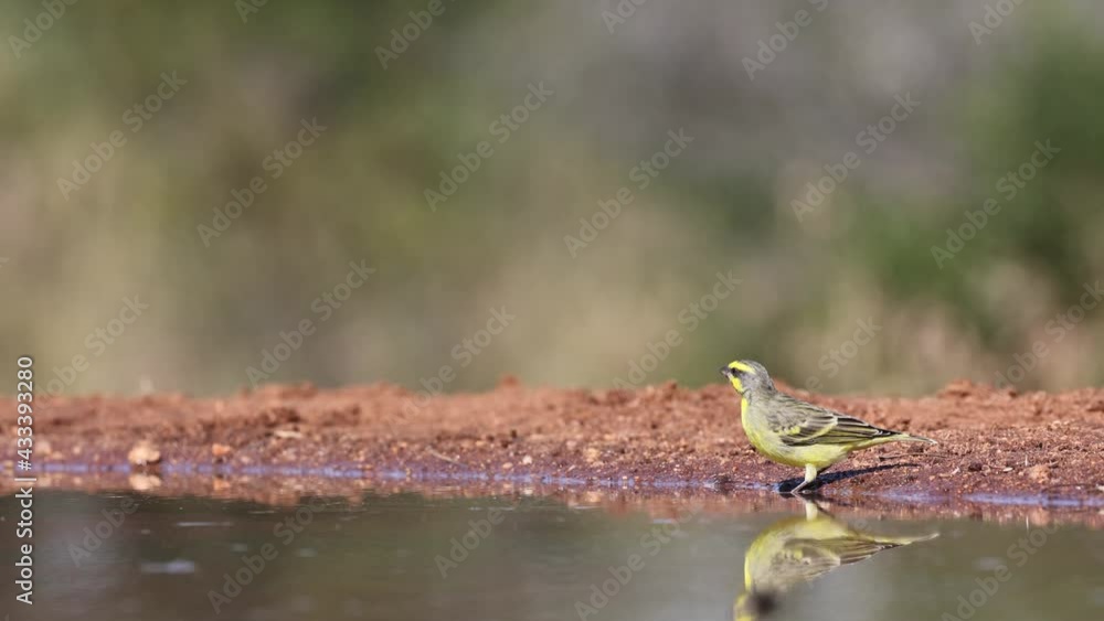 Yellow Fronted Canary drinking water Yellow Fronted Canary drinking water