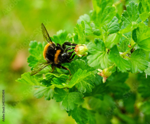 bumblebee on a leaf