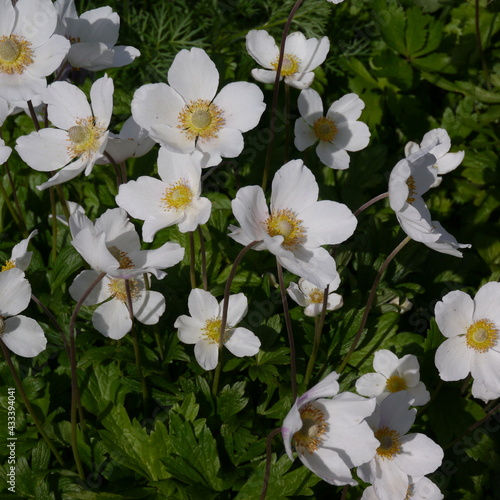 Flowering White Snowdrop Anemone Sylvestris Plant
