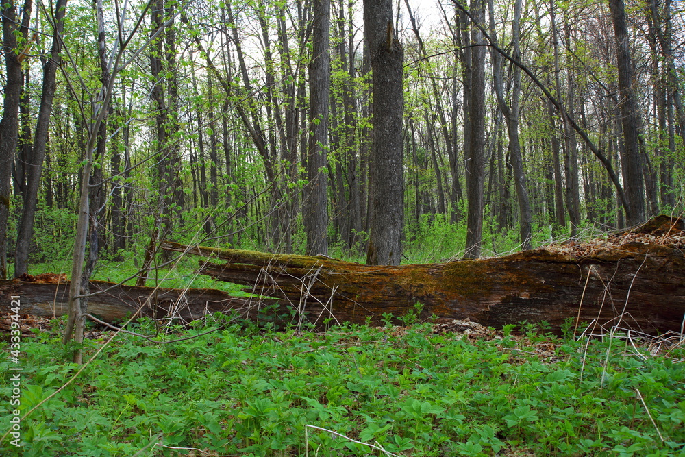 A beautiful fallen tree in the forest under the rays of the summer sun. Green grass and leaves. Nature. Scenery. In the forest thicket. Park area. A beautiful fallen tree in the forest under the rays of the summer sun. Green grass and leaves. Nature. Scenery. In the forest thicket. Park area.