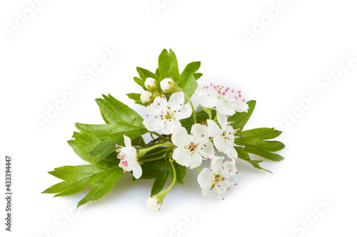 Flowering chokeberry  branch (Aronia melanocarpa) isolated on white background
