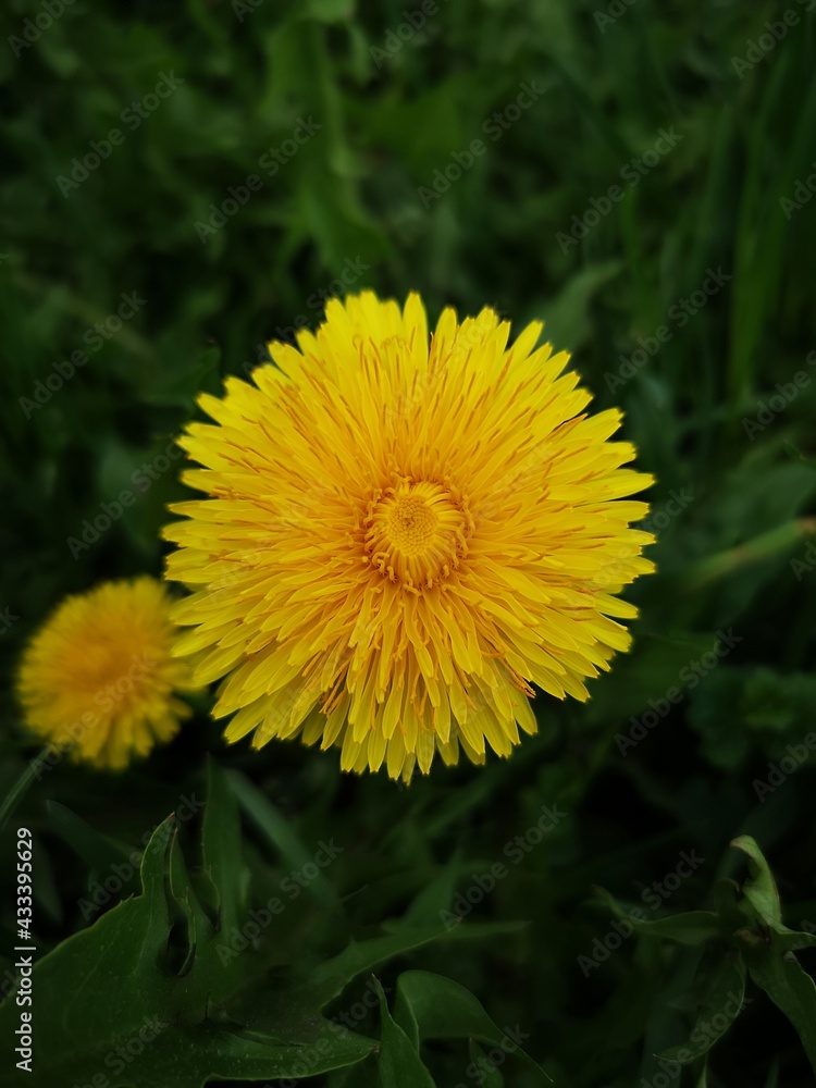 Yellow blooming kulbaba flower on the grass Yellow blooming kulbaba flower on the grass