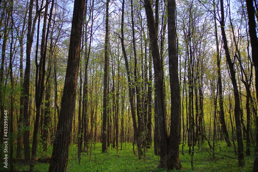 beautiful tall green trees in the forest. With a large branched crown. Sun at sunset. scenery. blue sky. park area. summer nature. Top background of tree branches. Environmental concept