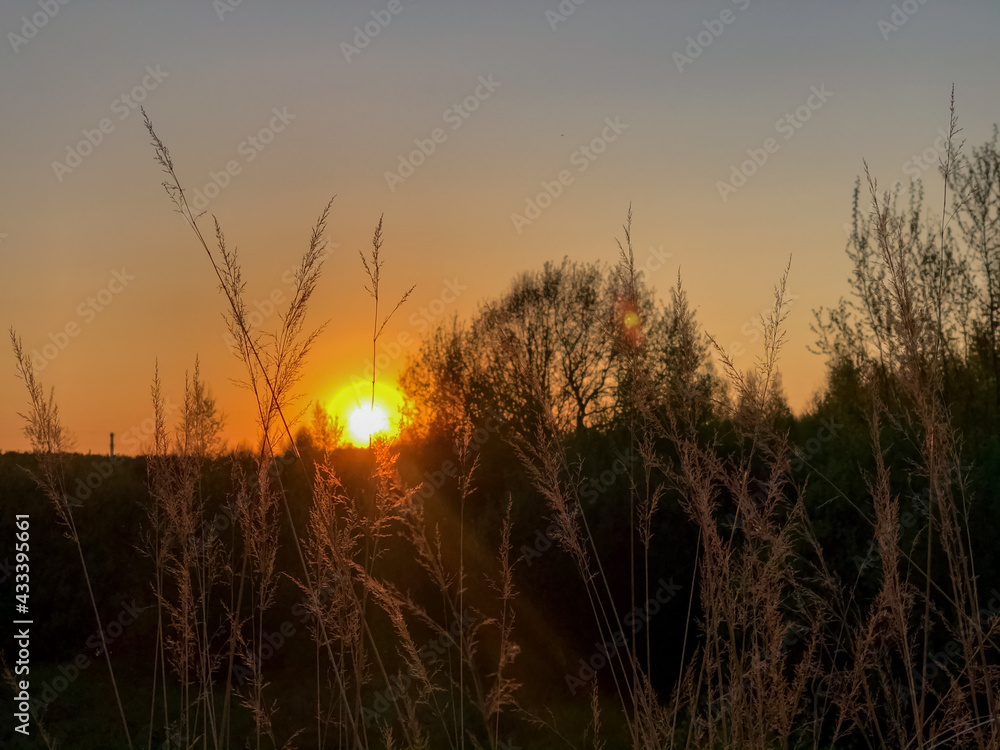 Colorful sunset in the field, grass stem silhouette on foreground