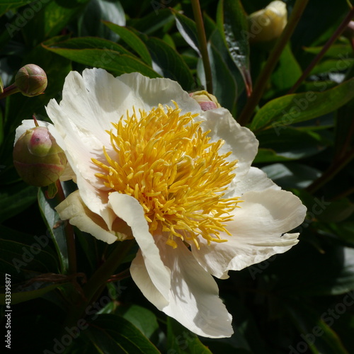 White Flowering paeonia claire de lune