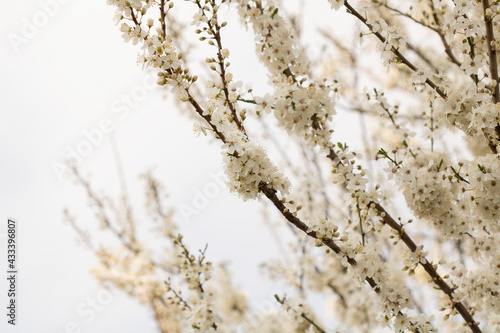 Cherry blossoms © Valentina