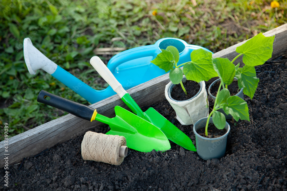Plastic pot and garden tools on flower bad Seedlings Sprouting In Spring garden life style concept. Plastic pot and garden tools on flower bad Seedlings Sprouting In Spring garden life style concept.