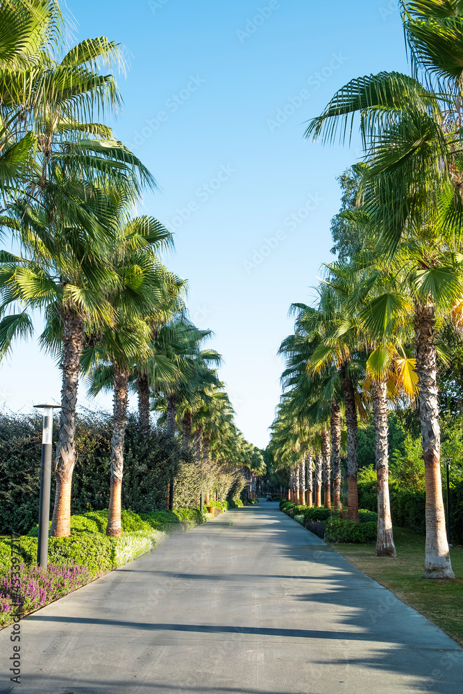 Palm alley along the road