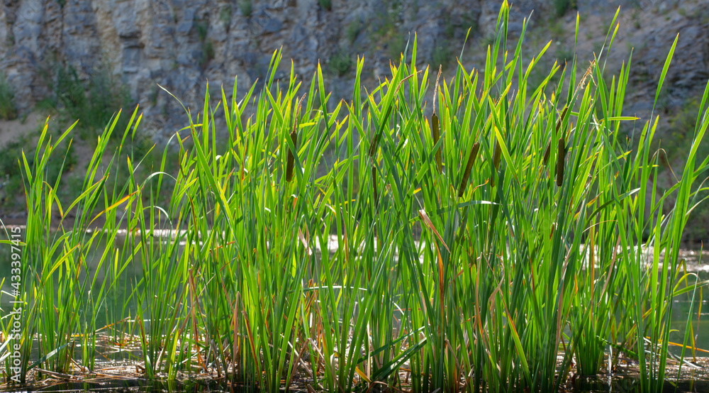 view of the lake and the green vegetation at the base of the rocky mountain view of the lake and the green vegetation at the base of the rocky mountain