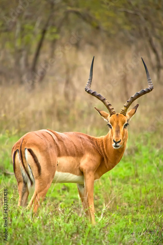 Impala, Aepyceros melampus melampus, Kruger National Park, South Africa, Africa