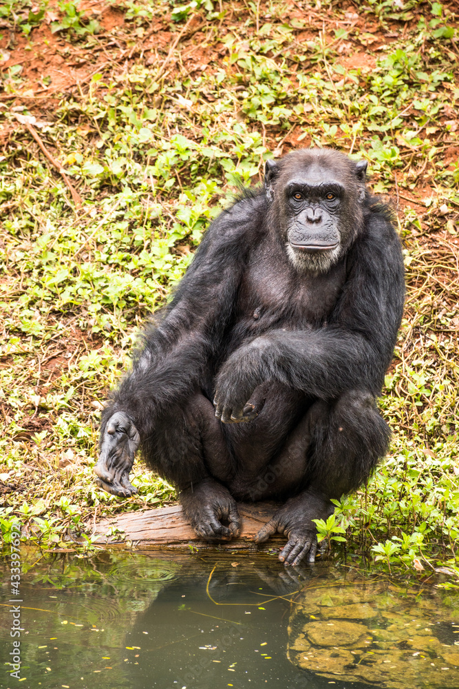 Fototapeta premium chimpanzee