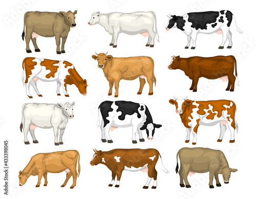 Dairy cattles set. Swiss brown, ayrshire, holstein, milking white and brown shorthorns, guernsey and jersey cows collection.