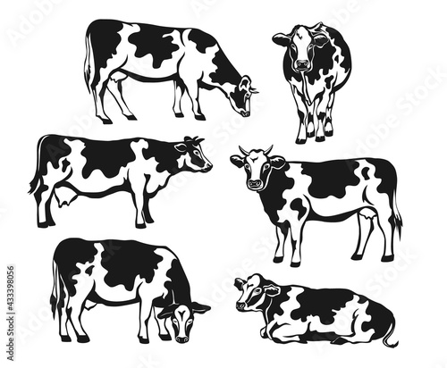 Holstein cattle silhouette set. Cows front  side view  walking  lying  gazing  eating  standing