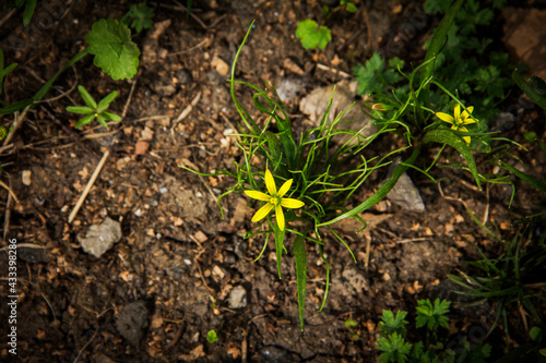 yellow flower in the garden