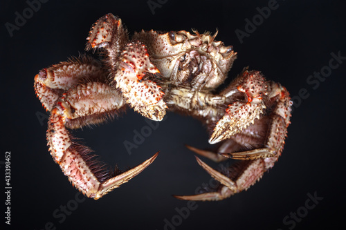 Boiled hairy or horsehair crab, selective focus photo