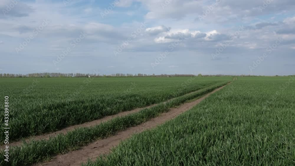 Green wheat plants field in early spring with beautiful sky and clouds and dirt country road Green wheat plants field in early spring with beautiful sky and clouds and dirt country road