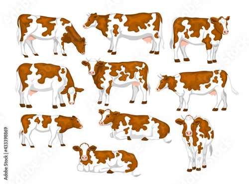 Ayrshire red and white patched coat breed cattles set. Cows front, side view, walking, lying, gazing, eating, standing