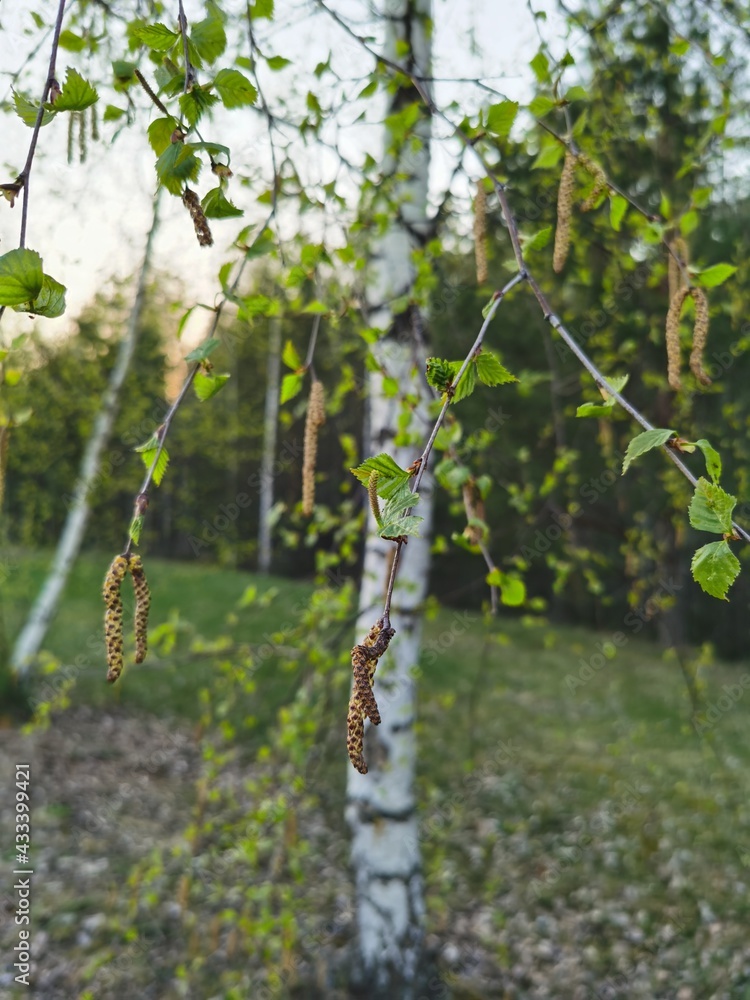 Fototapeta premium birch grove in spring