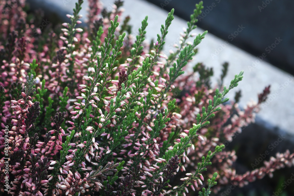 Obraz premium Heather flowers on stems with green leaves