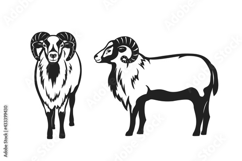 Mouflon sheep vector illustration silhouette , side and front view